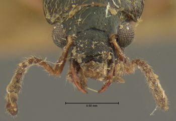 Media type: image;   Entomology 6545 Aspect: head dorsal view